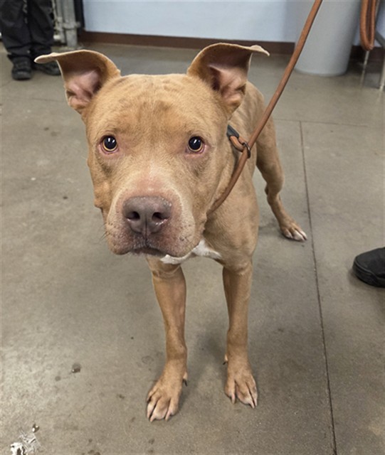 Brainiac, a Bullmastiff (mix breed), available for adoption
