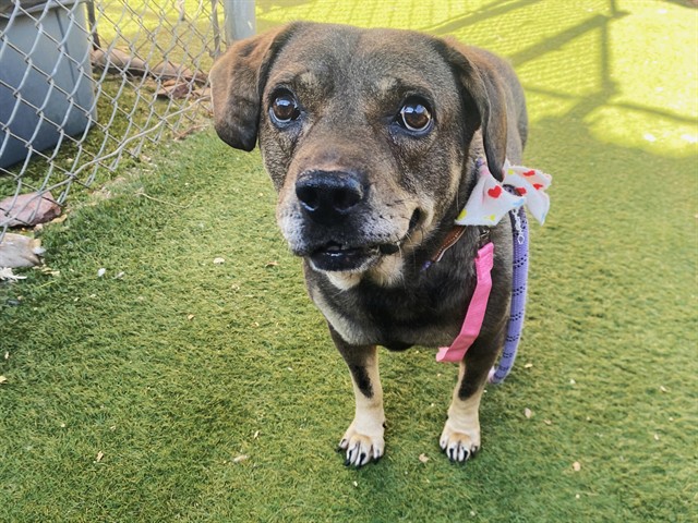 Anchovy, a German Shepherd (mix breed), available for adoption