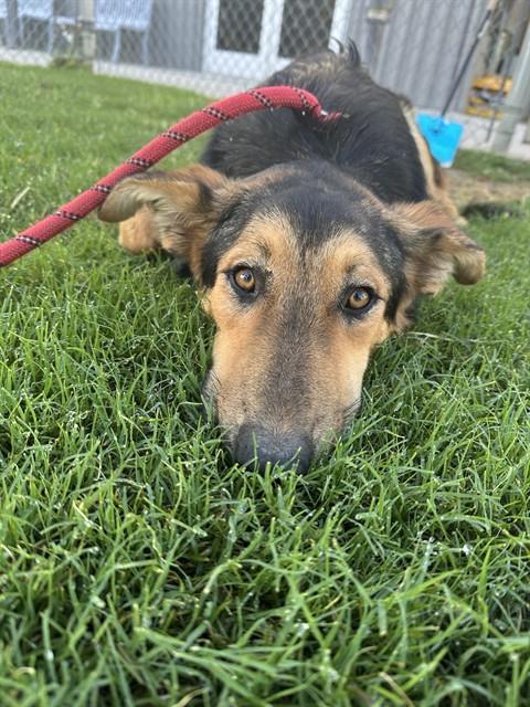 Birch, a German Shepherd, available for adoption