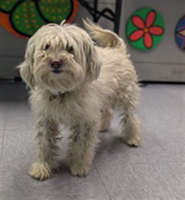 Max, a Maltese, available for adoption