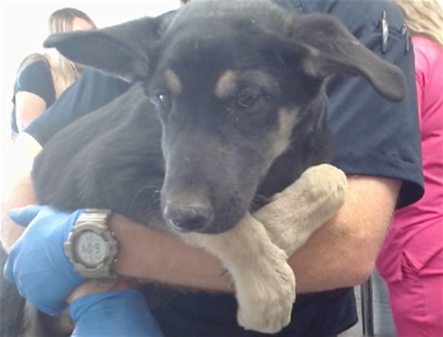 Brian, a Shepherd, available for adoption
