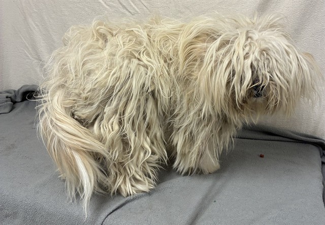 A5801618, a Maltese, available for adoption