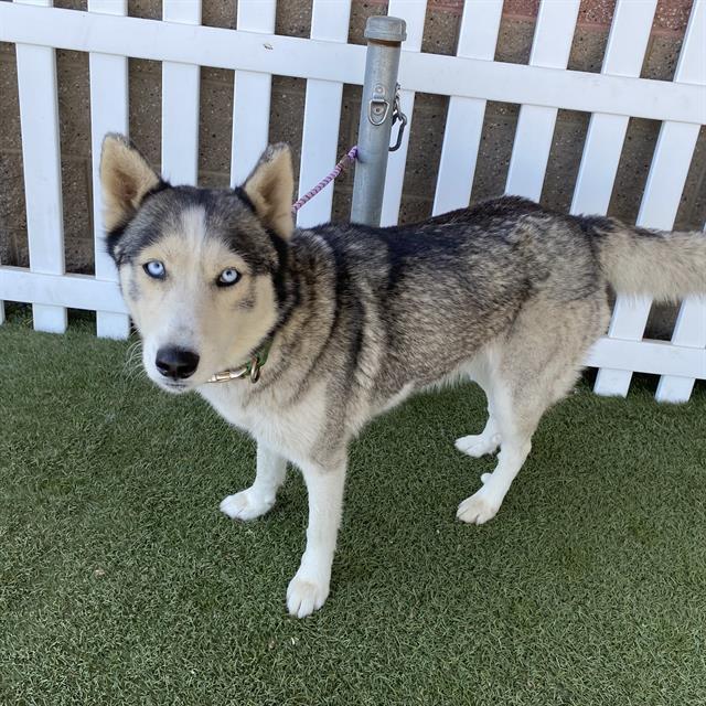 Nikki, a Siberian Husky, available for adoption