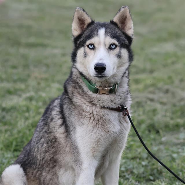 Nikki, a Siberian Husky, available for adoption
