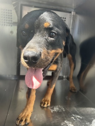 Rubble, a Rottweiler, available for adoption