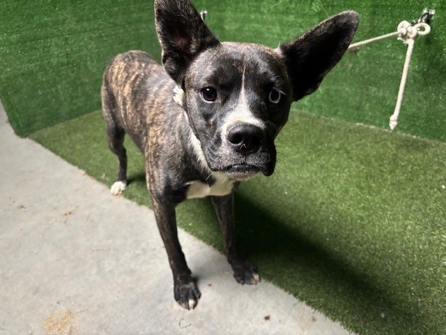 Chuchis, a Boxer, available for adoption
