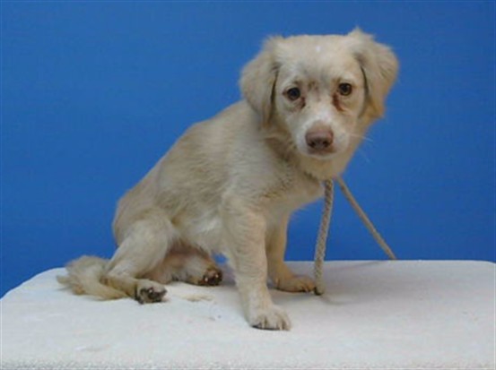 Gringo, a Terrier, available for adoption