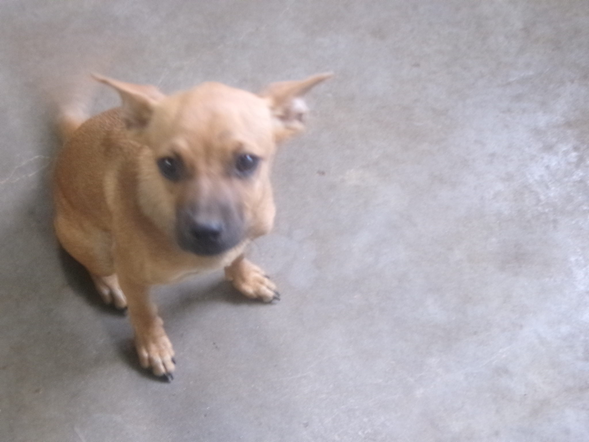 Coconut, a Chihuahua (mix breed), available for adoption