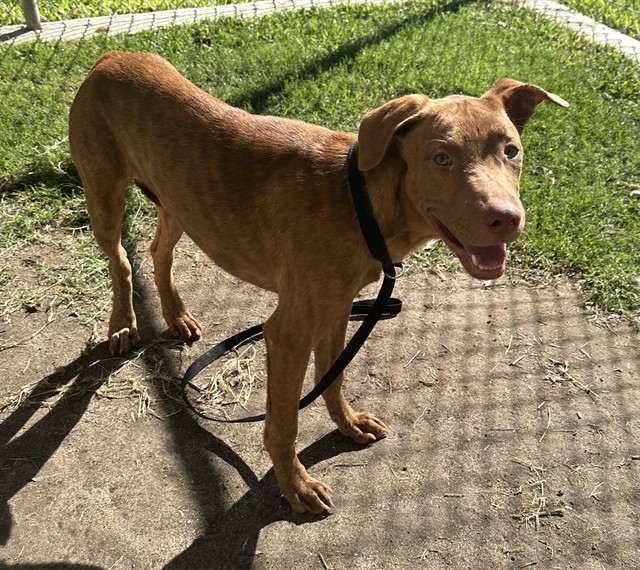 Dax, a Vizsla (mix breed), available for adoption