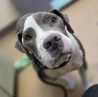 Kloe, a Pit Bull Terrier (mix breed), available for adoption