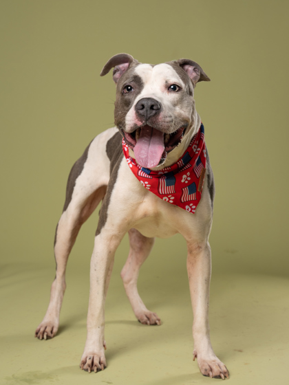 Spot, a Pit Bull Terrier (mix breed), available for adoption