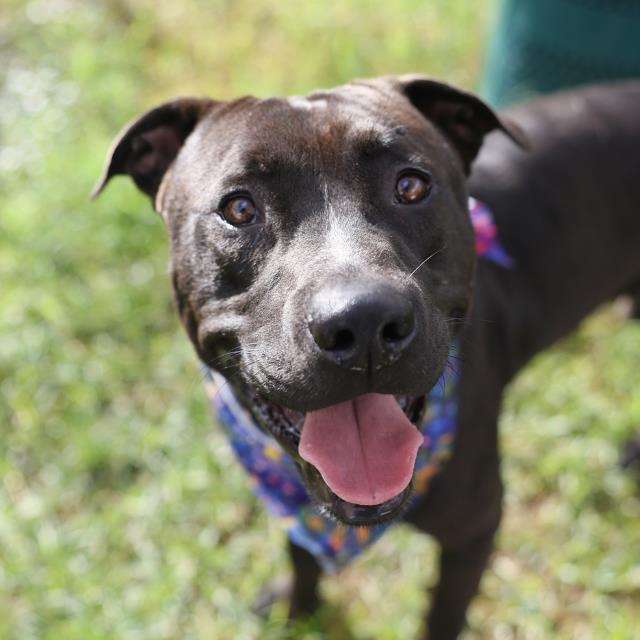 Milo, a American Staffordshire Terrier (mix breed), available for adoption