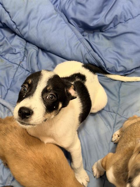 Saturn, a Husky (mix breed), available for adoption