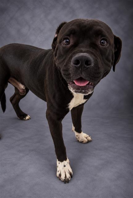 Hams, a Pit Bull Terrier (mix breed), available for adoption