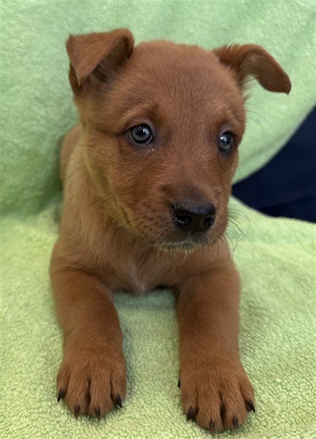 Mazapan, a Australian Cattle Dog/Blue Heeler, available for adoption