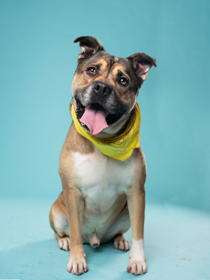 Davis, a American Staffordshire Terrier (mix breed), available for adoption