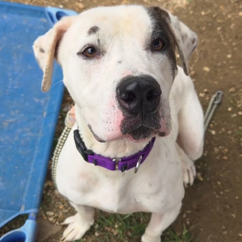 Penny, a American Staffordshire Terrier (mix breed), available for adoption