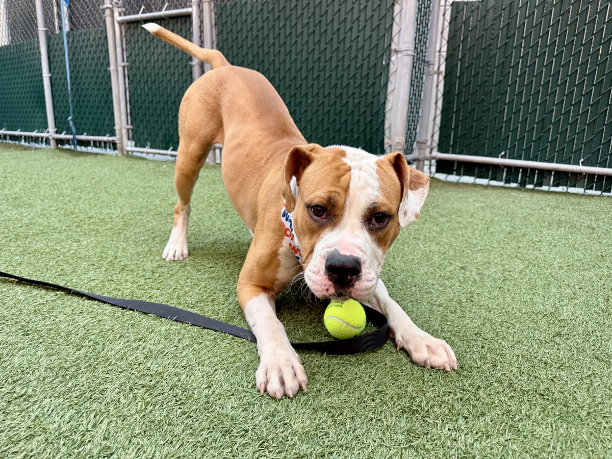 Leap Frog, a American Staffordshire Terrier, available for adoption