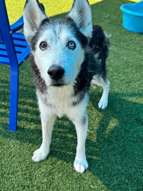 Force, a Siberian Husky (mix breed), available for adoption