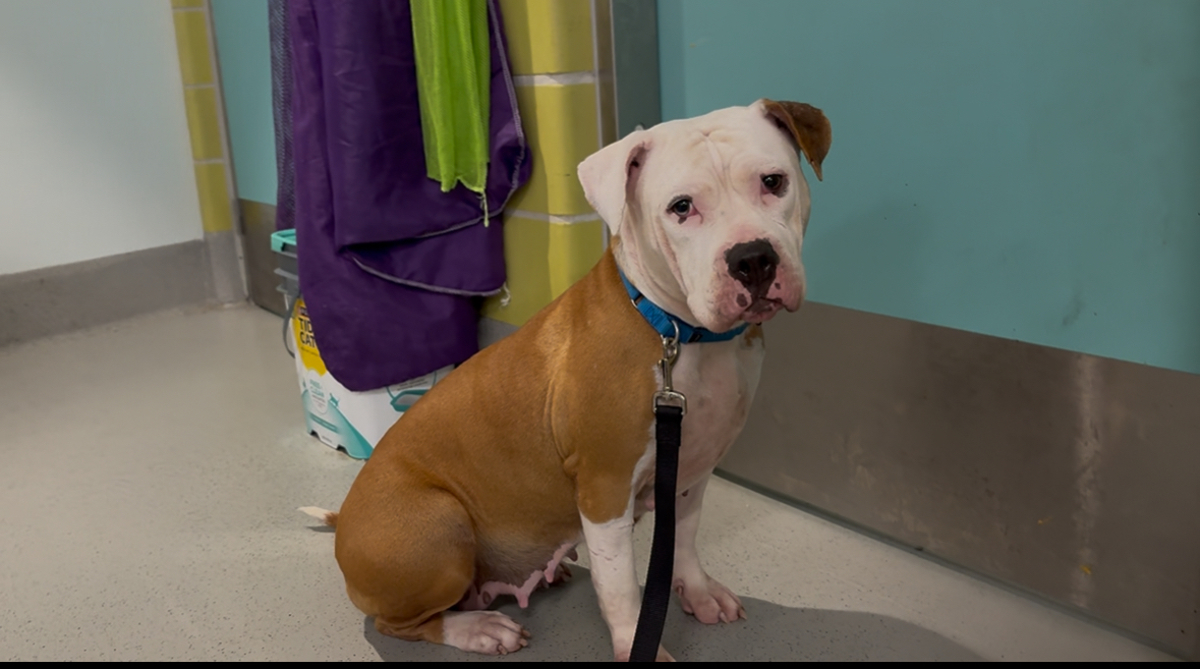 Cola, a Pit Bull Terrier, available for adoption