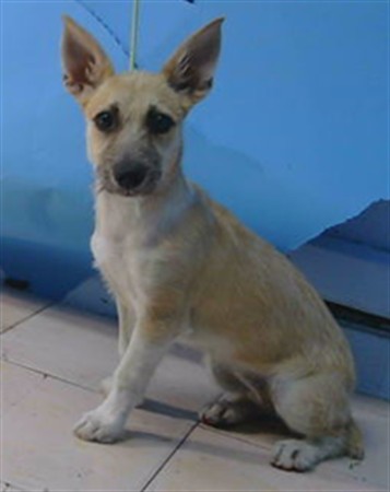 Maya, a Terrier, available for adoption