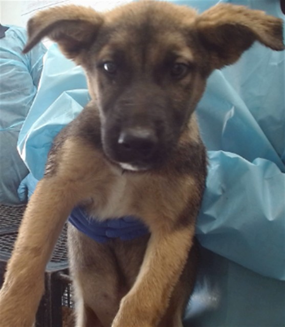 Clint, a Shepherd, available for adoption