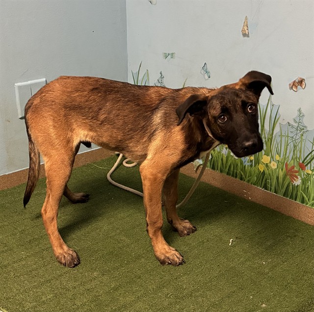 Wally Gator, a Belgian Shepherd Malinois, available for adoption