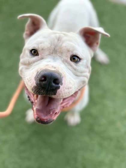 Macho, a American Bulldog, available for adoption