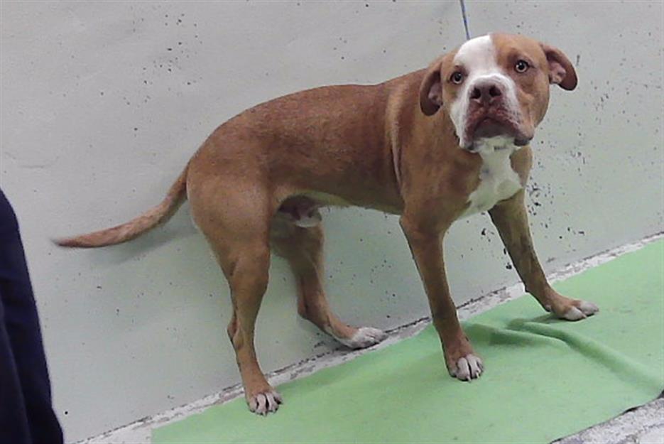 Bowser, a American Staffordshire Terrier (mix breed), available for adoption