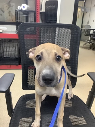 Jessica, a Shepherd, available for adoption