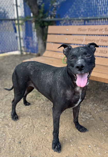 Nori, a Labrador Retriever, available for adoption
