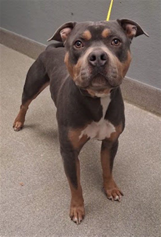 Herald, a Pit Bull Terrier, available for adoption
