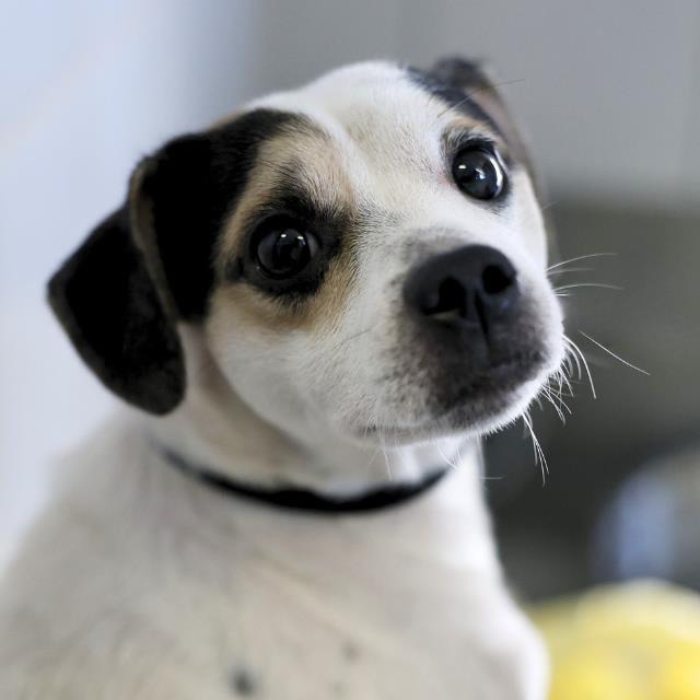 Dallas, a Chihuahua (mix breed), available for adoption