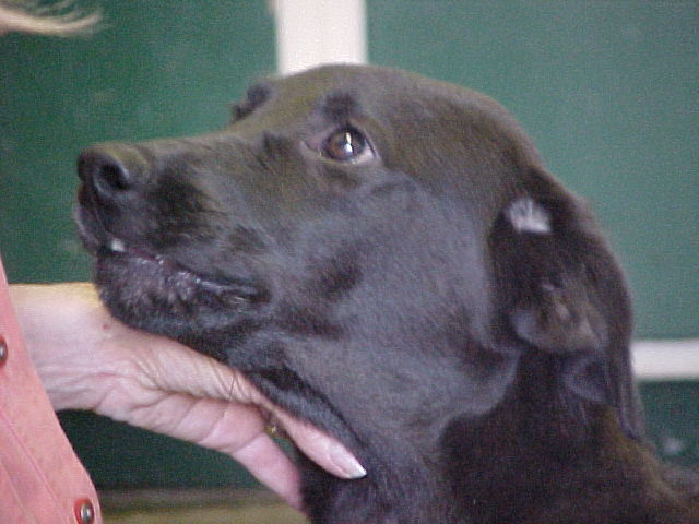 Other Photos of thie Dog