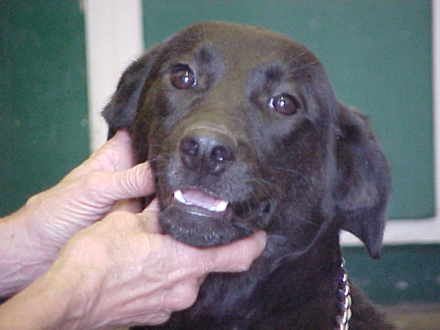 Other Photos of thie Dog