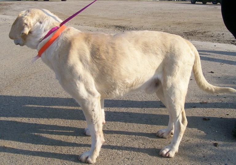 Other Photos of thie Dog