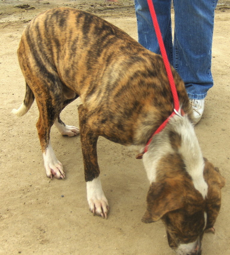 Other Photos of thie Dog