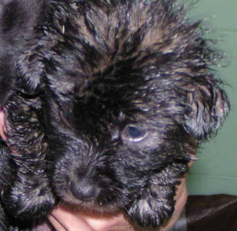 Other Photos of thie Dog