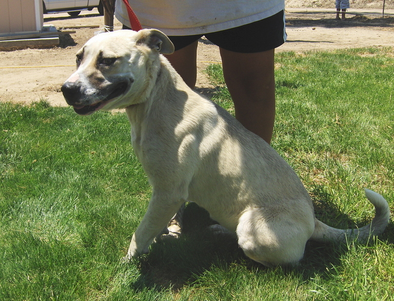 Other Photos of thie Dog