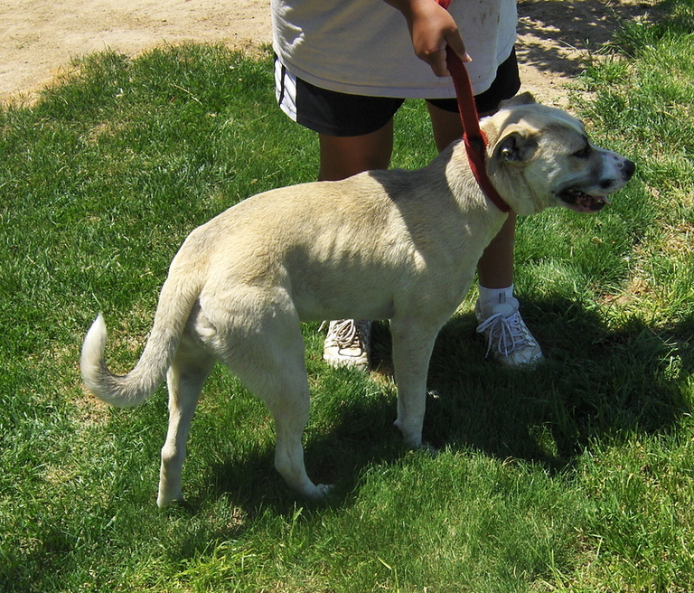 Other Photos of thie Dog