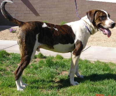 Other Photos of thie Dog