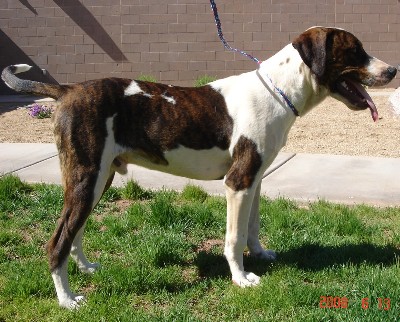 Other Photos of thie Dog