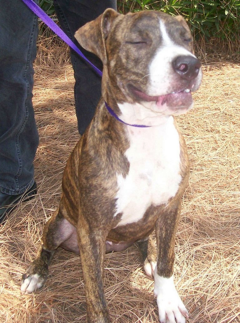 Other Photos of thie Dog