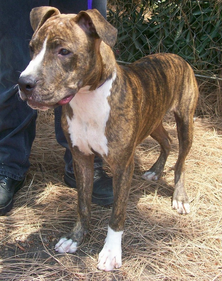 Other Photos of thie Dog
