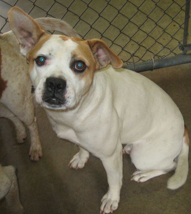 Other Photos of thie Dog