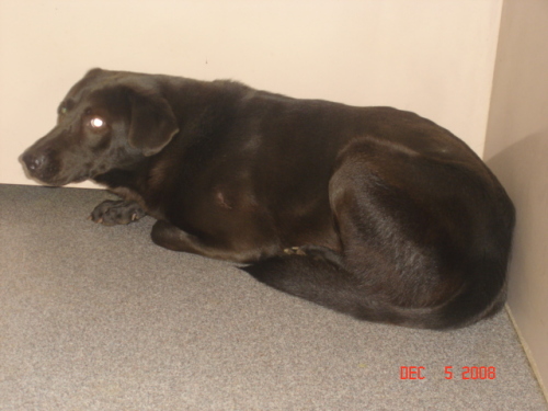 Other Photos of thie Dog