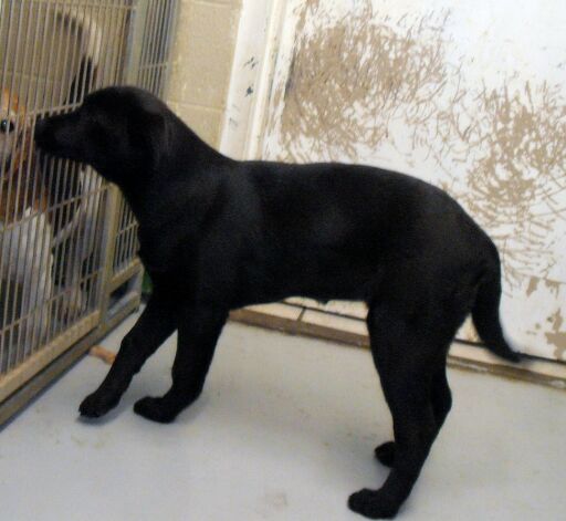 Other Photos of thie Dog