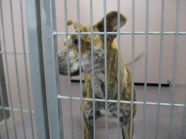 Other Photos of thie Dog