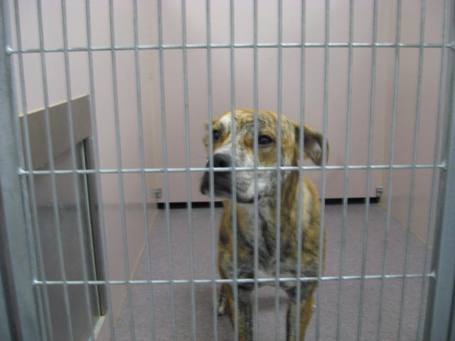 Other Photos of thie Dog