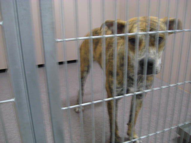 Other Photos of thie Dog